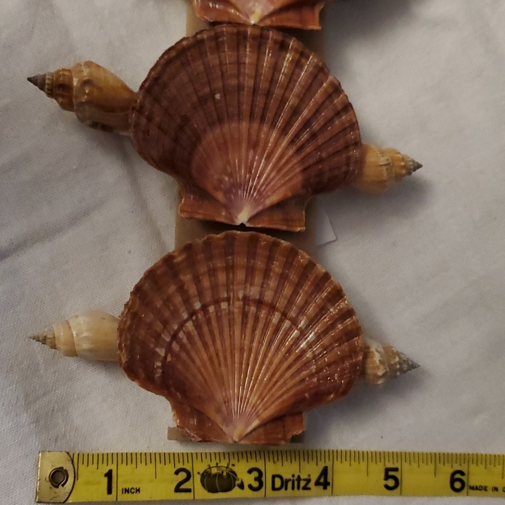 Large Seashell Hair Barrette Hairclip 5"